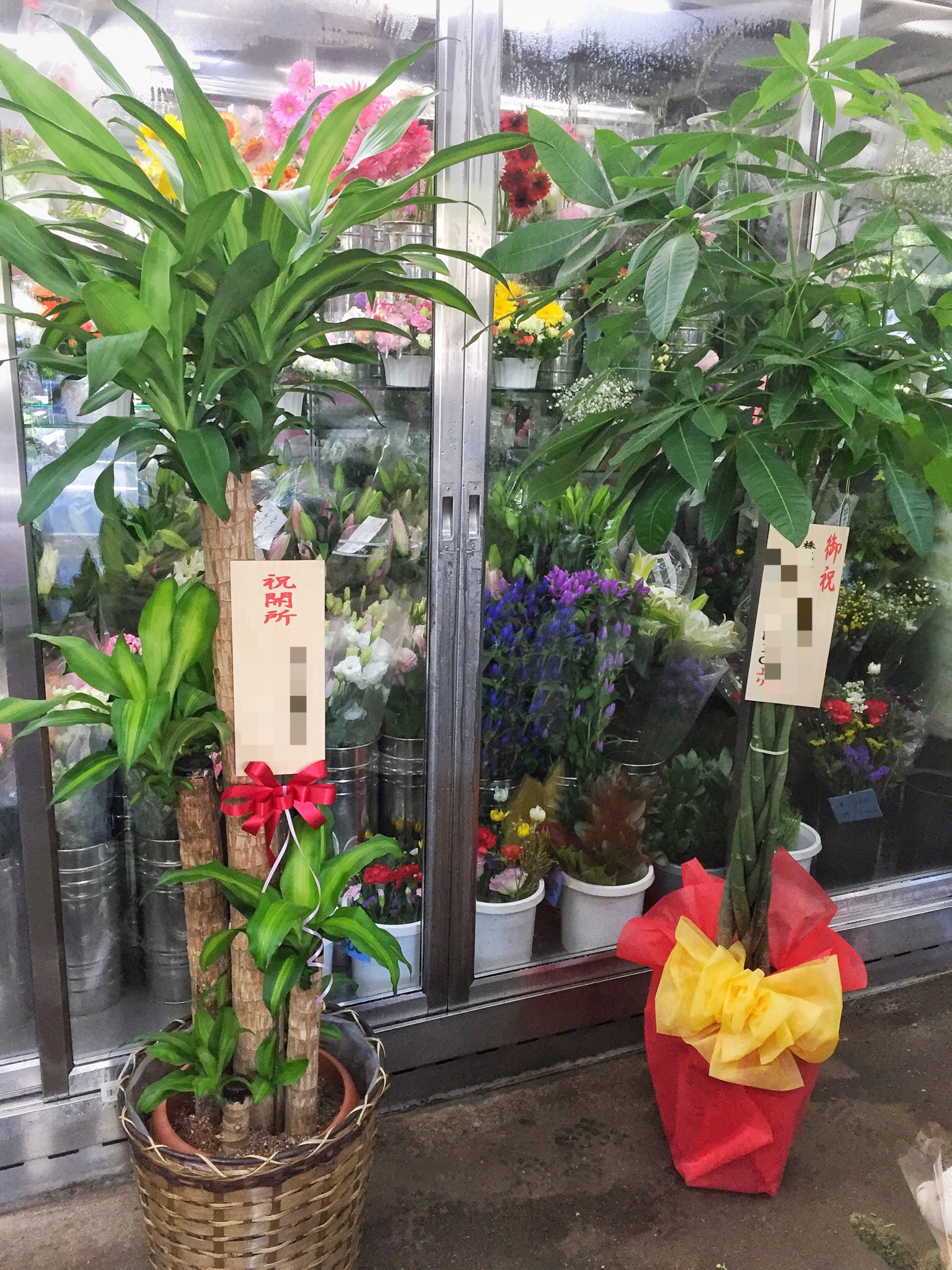 KOBEフラワーグリーン 神戸 花屋 西区 明石 スタンド花 開店祝い | 開店祝いの観葉植物