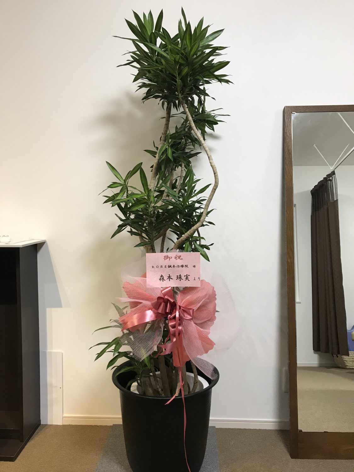 KOBEフラワーグリーン 神戸 花屋 西区 明石 スタンド花 開店祝い | 【観葉植物】開院祝い